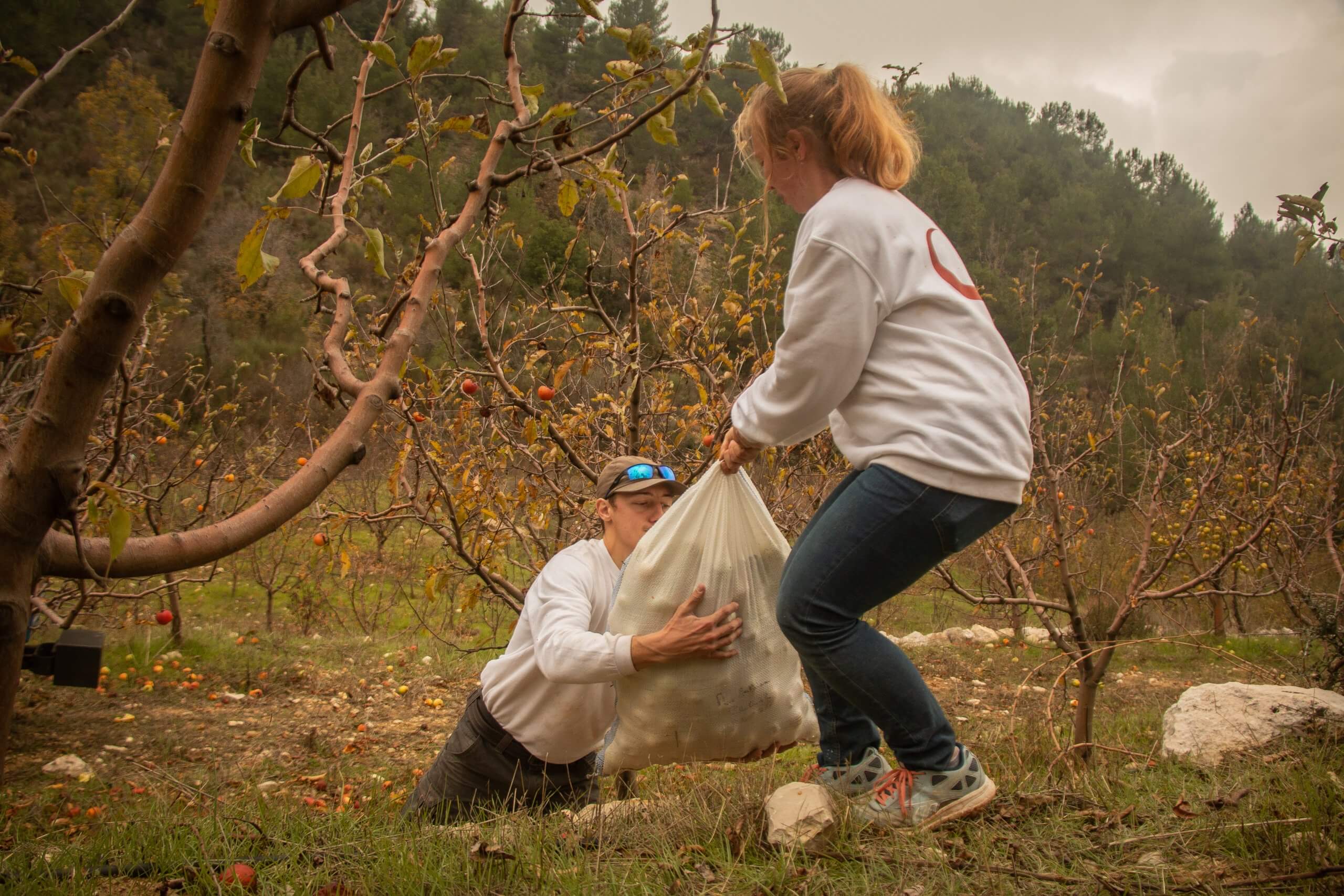 Les volontaires aident les 7 moines du monastère maronite de Mayfouk dans les travaux agricoles.